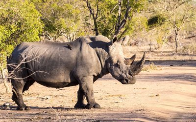 Rhinoceros, Africa, wildlife, horn, bushes