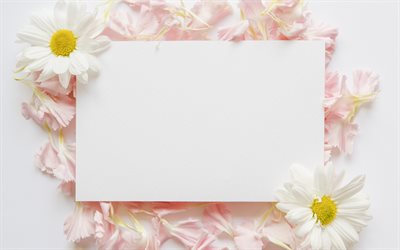 las flores de la primavera, p&#233;talos de rosa, las tarjetas de felicitaci&#243;n de la plantilla, blanco de papel en blanco de la hoja, las flores de color rosa, Manzanilla