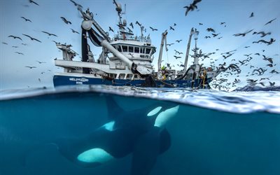 4k, barco de pesca, baleia assassina, mar, submarino, baleia, Orcinus orca