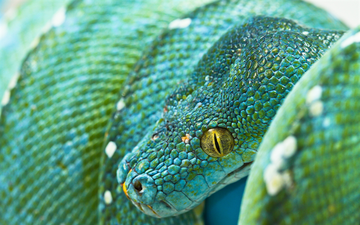 青python, 青蛇, 緑のpythonの, Morelia viridis, インドネシア