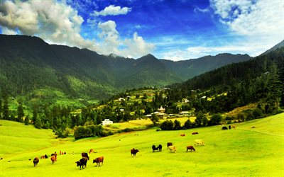 Great Himalayan National Park, 4k, mountains, pastures, cows, Himalayas, GHNP, India