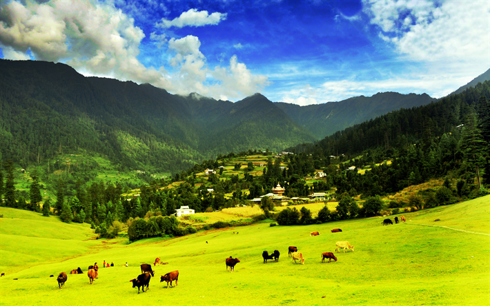 Himalaia Grande Parque Nacional, 4k, montanhas, pastagens, vacas, Himalaia, GHNP, &#205;ndia