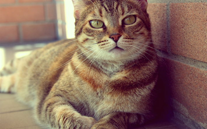 Gato British Shorthair, olhos verdes, animais de estima&#231;&#227;o, animais fofos, gatos