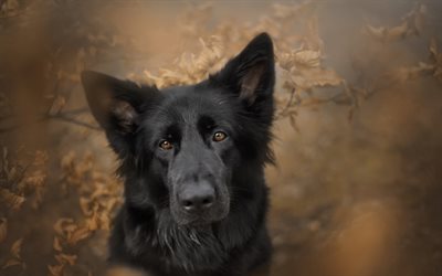 black german shepherd, black dog, cute animals, pets, dogs