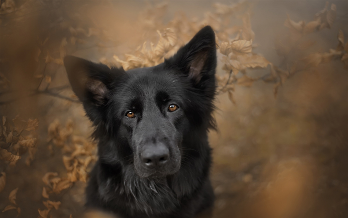 noir berger allemand, chien noir, des animaux mignons, des animaux de compagnie, chiens