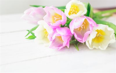 tulipanes de color rosa, floral hermoso fondo, las flores de la primavera, los tulipanes, hermoso ramo, fondo para una tarjeta con tulipanes
