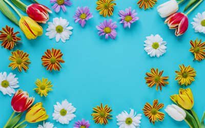 cadre de fleurs, chrysanth&#232;mes, printemps, fleur, cadre, fond bleu, tulipes, fleurs de printemps
