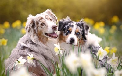 豪州羊飼い犬, 美しいグレーの犬, aussies, かわいい動物たち, 友達, 犬, 友情の概念