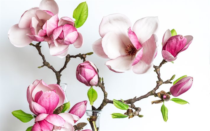 magnolia, fiori di primavera, magnolia su uno sfondo bianco, fiori, primavera, floreale, sfondo, ramo, sfondo con magnolie