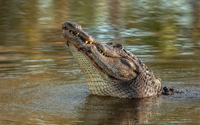 crocodilo, a vida selvagem, rio, jacar&#233;, animais selvagens, animais perigosos
