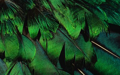 green feathers, macro, feathers textures, background with feathers, feathers patterns, green feathers background