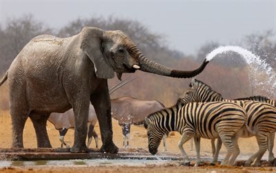 Africa, elephant, zebra, river, savannah, wildlife