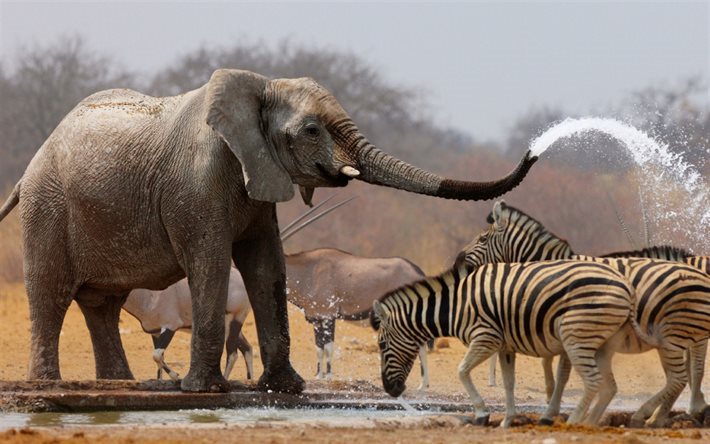 afrika, elefant, zebra, fluss, savanne, wildlife