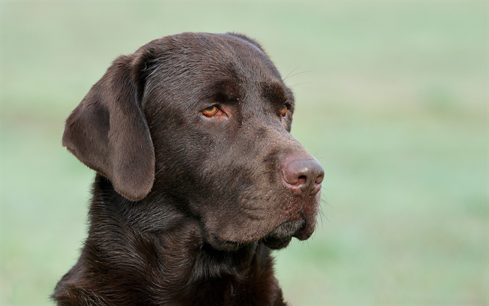 Labradorinnoutaja, ruskea koira, suklaa labradorinnoutaja, lemmikit, koirat
