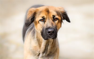 grande cachorro marrom, animais de estima&#231;&#227;o, cachorros, retrato, rosto triste, tristeza conceitos