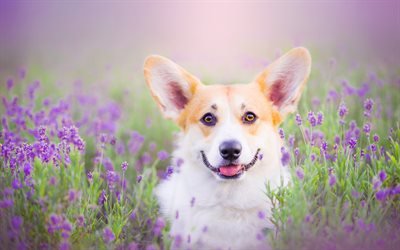 Pembroke Welsh Corgi, lavender, pets, dogs, Welsh Corgi, cute dog, Welsh Corgi Dog, Corgi
