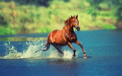 brun cheval, de la rivière, en été, en cheval de course, de la faune