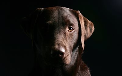 4k, chocolate labrador, darkness, muzzle, retriever, dogs, pets, cute dogs, labradors