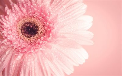 pink gerbera, spring, bud, pink background, pink flower, gerbera