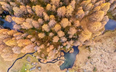 spring, forest, top view, quadrocopter, forest after winter, river