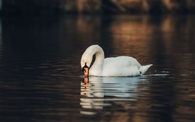 white swan, lake, beautiful bird, swans, white birds