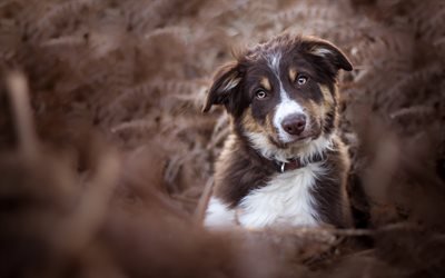 Australian Shepherd Dog, brown dog, Aussie, portrait, pets