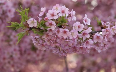flor de primavera, flores cor de rosa, flor de cerejeira, primavera, galhos de &#225;rvores, macro