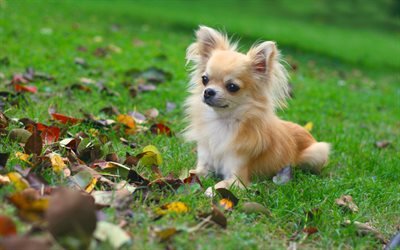 Chihuahua Perro, c&#233;sped, perros, animales lindos, mascotas, Chihuahua