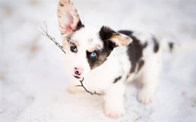 border collie, small puppy, blue eyes, white puppy, small dog, cute animals
