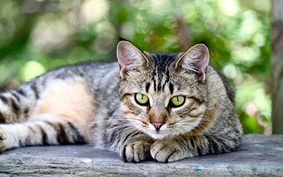American Shorthair Cat, muzzle, domestic cat, green eyes, pets, cats, American Shorthair