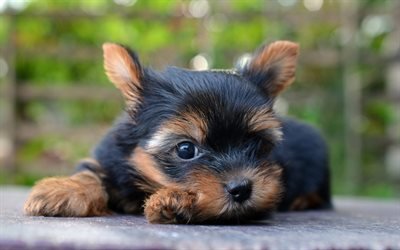 El Yorkshire Terrier, el cachorro, lindo perro, Yorkie, simp&#225;ticos animales, mascotas, negro Yorkie, perros Yorkshire Terrier Perro