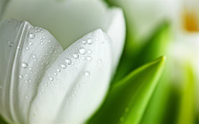 4k, white tulip, close-up, tau, wei&#223;e blumen, makro, wei&#223;e knospe, bokeh, tulpen, knospen mit tau