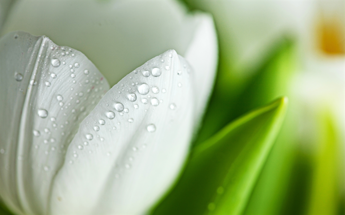 4k, white tulip, close-up, dew, white flowers, macro, white bud, bokeh, tulips, buds with dew