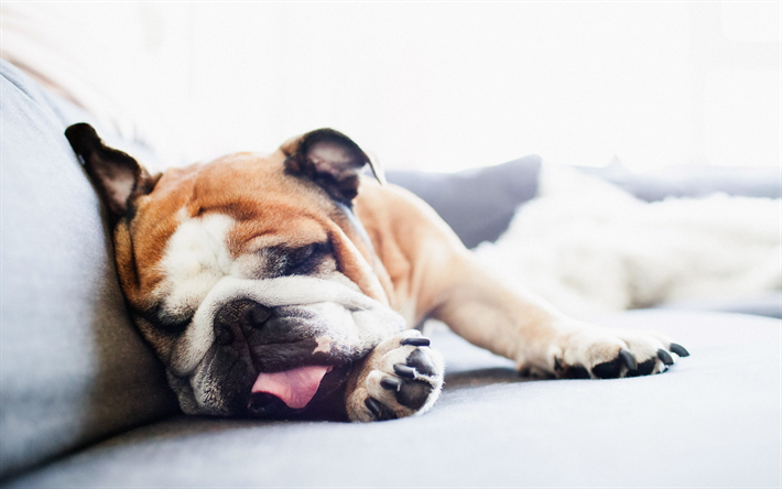 El Bulldog ingl&#233;s, de dormir perro, cachorro, divertido perro, close-up, simp&#225;ticos animales, mascotas, Perros Bulldog ingl&#233;s
