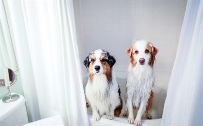 Australian Shepherds, wet dogs, bathroom, Aussie, funny dogs, pets