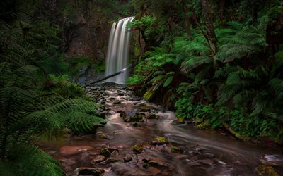 waterfall, rain forest, jungle, fern, Australia, river, stream