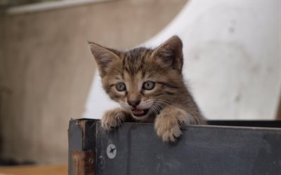 small kitten, gray cat, cute animals, pets, cat in a box