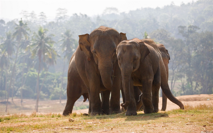 Os elefantes africanos, fam&#237;lia, africana estepe, savana, a vida selvagem, elefantes, prados e pastagens, &#193;frica, Elefante-da-savana