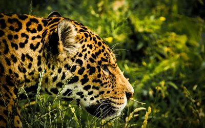 Jaguar, 4k, wildlife, predators, jungle, wild cat, Panthera onca