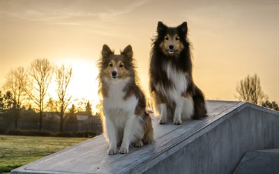 Collie, sunset, cute animals, dogs, domestic dog, pets, Collie Dog
