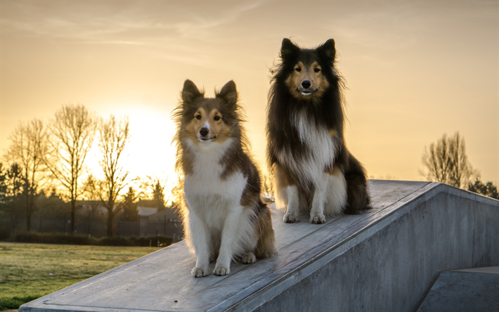 Collie, puesta de sol, animales divertidos, perros, perros dom&#233;sticos, mascotas, Perro Collie