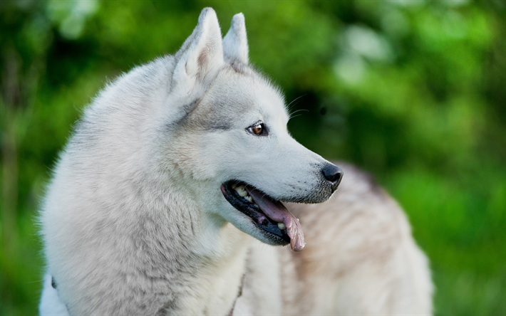 Husky, close-up, pets, lawn, Siberian Husky, funny dog, cute animals, dogs, Husky Dog