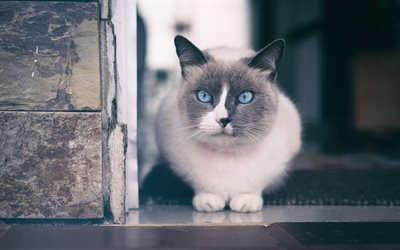 Ragdoll, white cat with blue eyes, pets, cats, cute animals