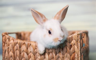 white fluffy rabbit, pets, rabbit in the basket, cute little animals, farm