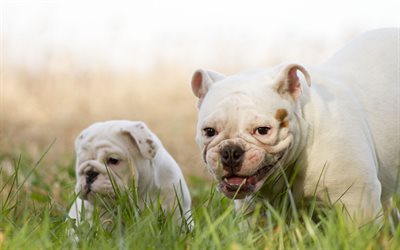 English Bulldog, mother and cub, funny dog, lawn, cute animals, pets, English Bulldog Dogs