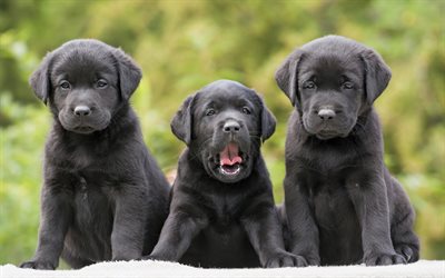 musta labradors, pienet pennut, trio, s&#246;p&#246; pikku koirat, lemmikit, musta noutajat, pennut