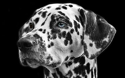Dalmatian, close-up, domestic dog, pets, dogs, cute animals, Dalmatian Dog