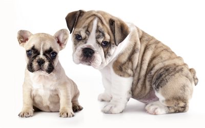 4k, french bulldog, english bulldog, puppies, pets, dogs, small french bulldog, cute animals, bulldogs