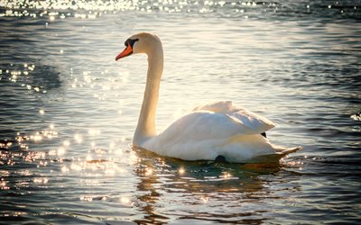 4k, white swan, lake, white bird, swans, Cygnini