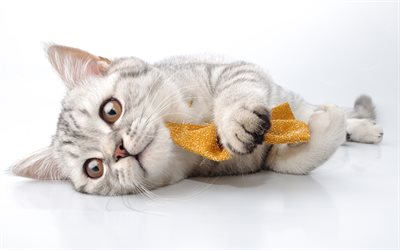 Exotic Shorthair, 4k, el gato gris, mascotas, close-up, gatos, animales lindos, blancos exot, gatos dom&#233;sticos, Ex&#243;ticos Gato de Pelo corto